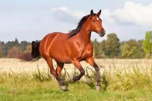 2026年属马人的全年运势如何