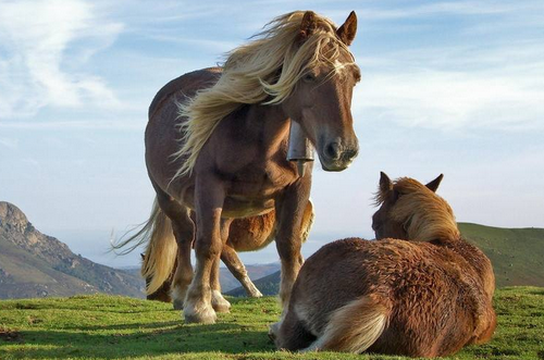 属马人在本命年的运势