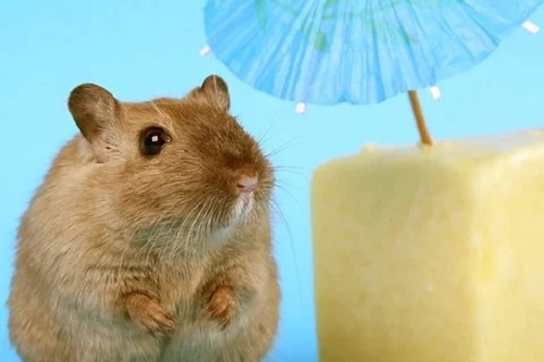 属鼠的人晚年生活怎么样 属鼠的人晚年生活怎么样