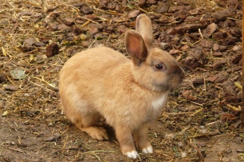属兔的人晚年运势如何