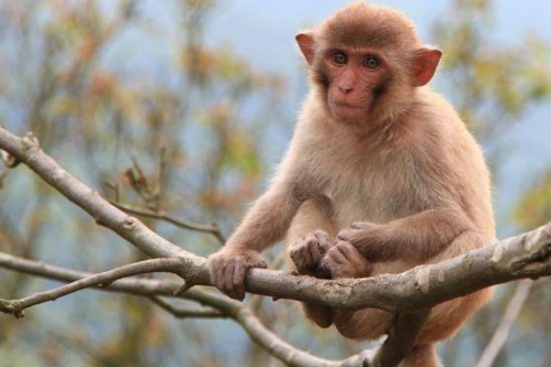 属猴的人晚年命运如何