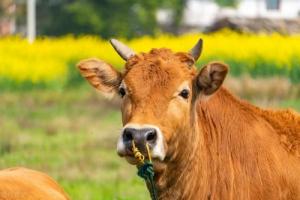 属牛的人晚年生活如何