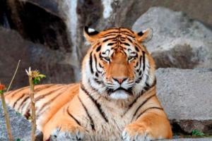 属虎的人晚年注定是孤独的吗