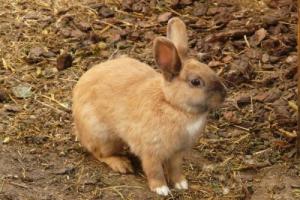 属兔的人晚年运势如何