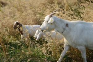 属羊的人晚年过的孤单吗