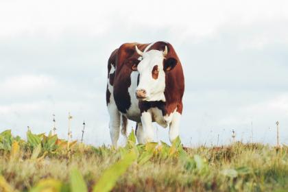 属牛的人生属马的宝宝好不好