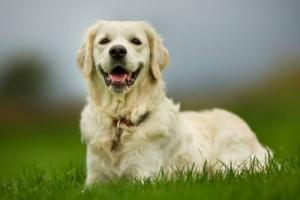 属狗的人晚年命运怎样