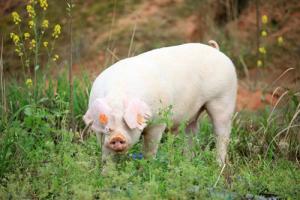 属猪的人晚年命运如何