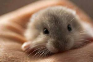 属鼠的人生属马的宝宝好吗