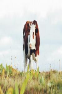 属牛的人生属马的宝宝好不好