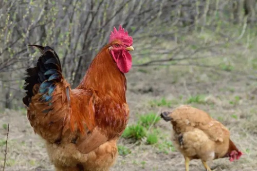 属鸡的人生属马的宝宝好吗