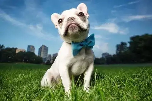 属狗的人生什么属相的孩子好 属狗的人生什么属相的孩子好