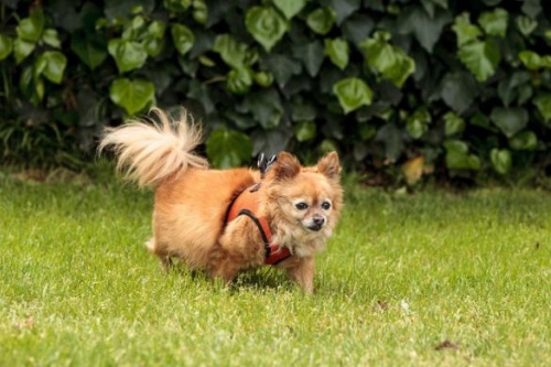 属狗的人生属马的宝宝好吗 属狗的人生属马的宝宝好吗