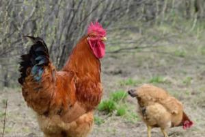 属鸡的人生属马的宝宝好吗