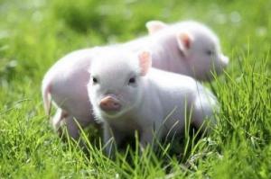 属猪的人生属马的宝宝好吗