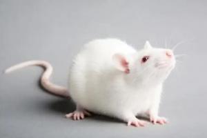 属鼠人2026年运势及运程完整版