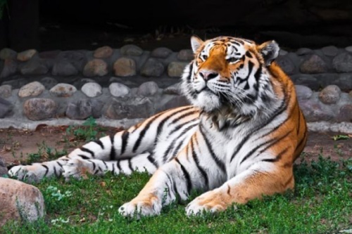 属虎人2026年每月运势及运程详解 属虎人2026年每月运势及运程详解