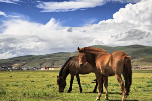 属马人2026年全年运势及每月运程