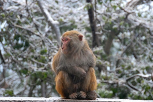 属猴人2026年运势及运程完整版