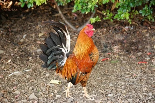 属鸡人2026年运势及运程完整版 属鸡人2026年运势及运程完整版