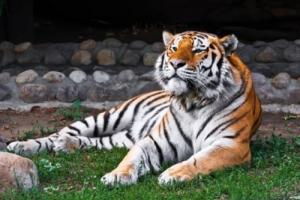 属虎人2026年每月运势及运程详解