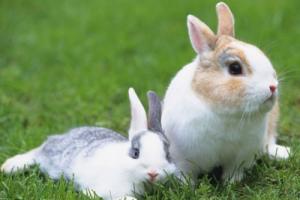 属兔人2026年每月运势及运程详解