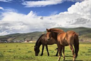 属马人2026年全年运势及每月运程