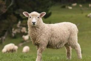 属羊人2026年全年运势及每月运程