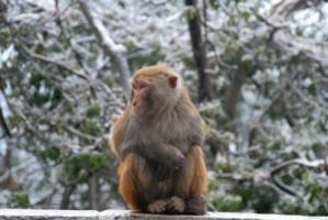 属猴人2026年运势及运程完整版