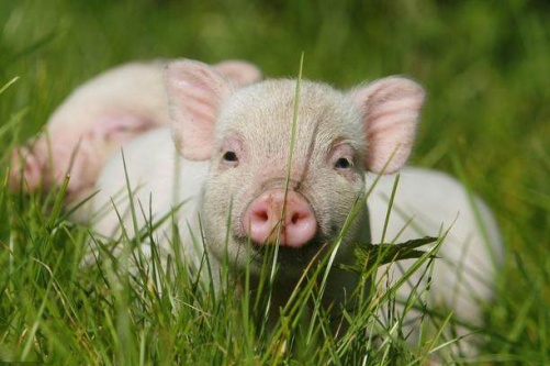 属猪人2026年全年运势运程完整版