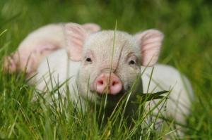 属猪人2026年全年运势运程完整版