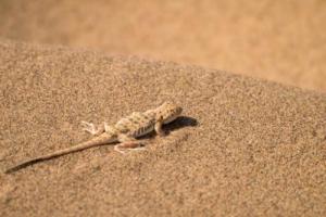 壁虎进家里是什么征兆