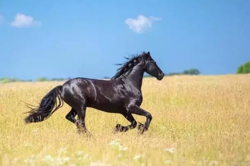 属马的最佳配偶是什么生肖