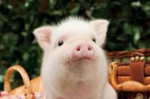 属猪的最佳配偶是什么生肖