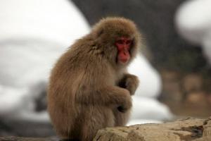 属猴的最佳配偶是什么生肖