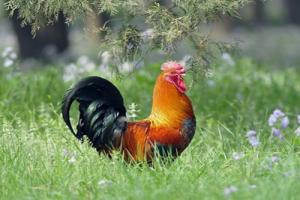 属鸡的最佳配偶是什么生肖