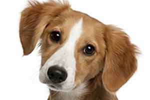 属狗的最佳配偶是什么生肖