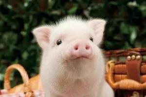 属猪的最佳配偶是什么生肖