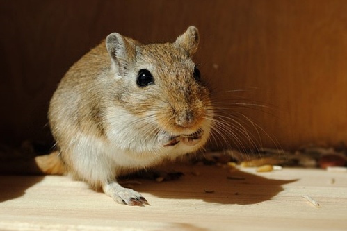 2026年属鼠的冲太岁怎样化解 2026年属鼠的冲太岁怎样化解