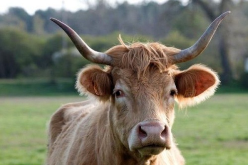 2026年属牛害太岁怎么化解 2026年属牛害太岁怎么化解