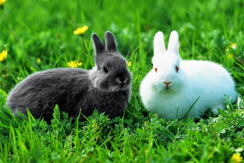 属兔不能带三样东西 属兔不能带三样东西