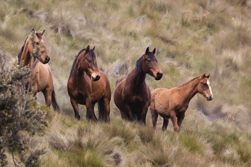 属马不能带的三样东西
