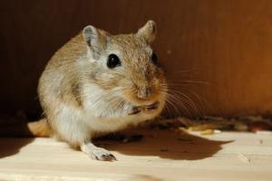 2026年属鼠的冲太岁怎样化解