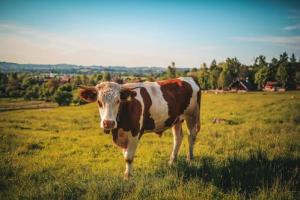 属牛化解太岁佩戴什么最好