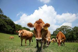 属牛不能带的三样东西