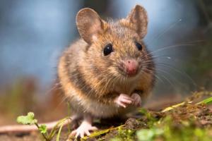 属鼠不能带的三样东西