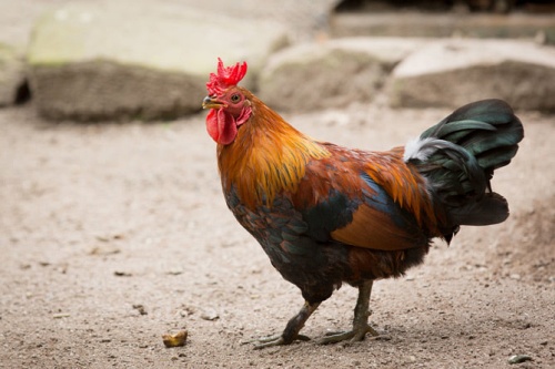 属鸡不能带的三样东西