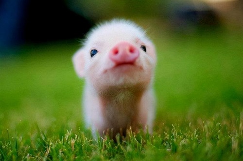 属猪不能戴的三样东西