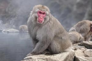 属猴不能带的三样东西