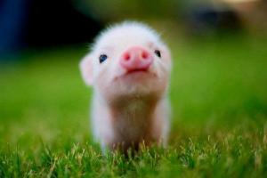 属猪不能戴的三样东西